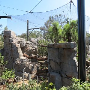 Northern Frontier - Mountain Lion Exhibit