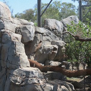 Northern Frontier - Mountain Lion Exhibit