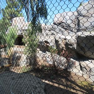 Northern Frontier - Mountain Lion Exhibit