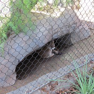 Northern Frontier - Mountain Lion Exhibit