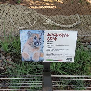 Northern Frontier - Mountain Lion Exhibit