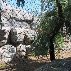 Northern Frontier - Mountain Lion Exhibit
