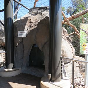 Northern Frontier - Mountain Lion Exhibit