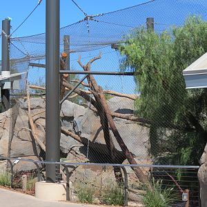 Northern Frontier - Mountain Lion Exhibit