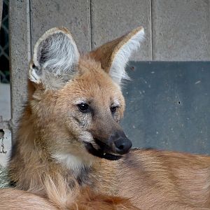 Northern Frontier - Maned Wolf Exhibit