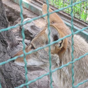 coyote neza zoo