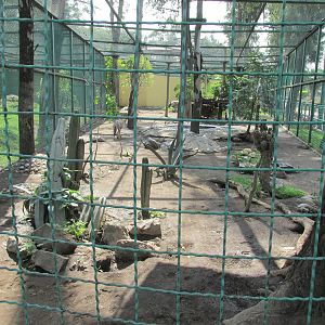 coyote exhibit neza zoo