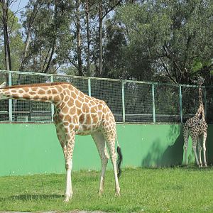 reticulated giraffes neza zoo