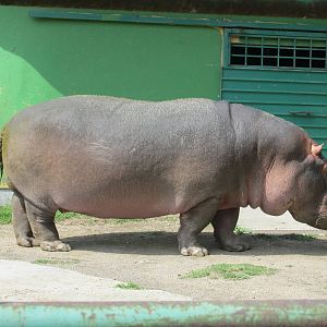 hippopotamus neza zoo