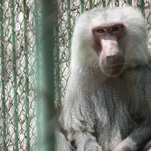 hamadryas baboon neza zoo