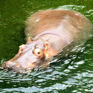 Hippopotamus; Cologne; 6th September 2014