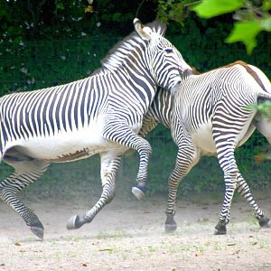 Lively Grevy's zebras; Cologne; 6th September 2014