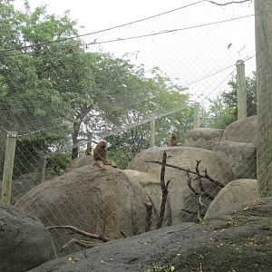 Guinea Baboon Exhibit