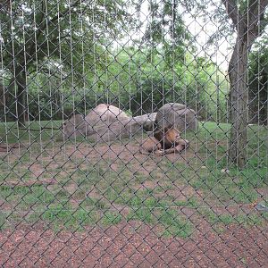 Lion Exhibit