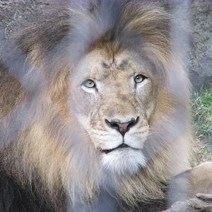 Male Lion