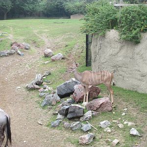 Greater Kudu