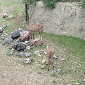 Greater Kudu