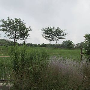 African Elephant Exhibit