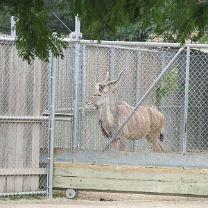 Greater Kudu