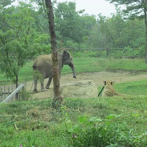 Elephant and Cheetah