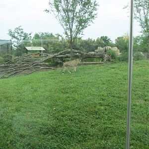 Cheetah Exhibit