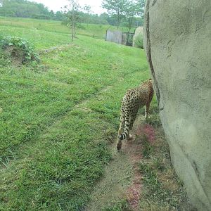 Cheetah Exhibit