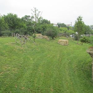 Cheetah Exhibit