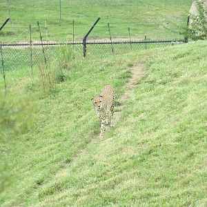Cheetah Exhibit