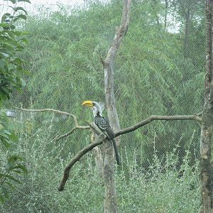 Yellow-billed Hornbill