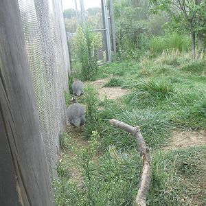 Helmeted Guineafowl