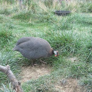 Helmeted Guineafowl