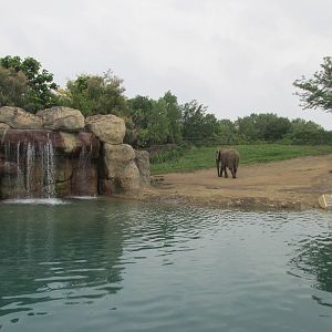 African Elephant Exhibit