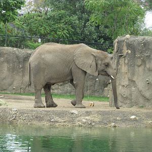 African Elephant Exhibit