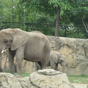 African Elephant Exhibit