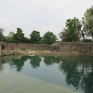 African Elephant Exhibit
