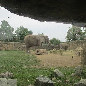 Elephant Glass Viewing