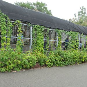 Warthog/Porcupine Exhibit