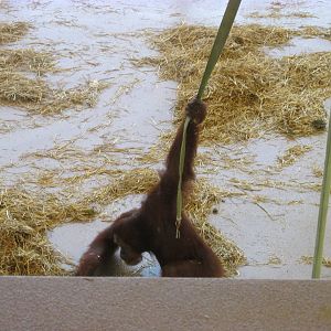 Orangutan Center Interior