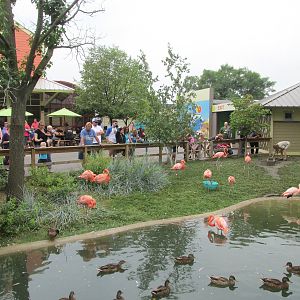 Flamingo Pool