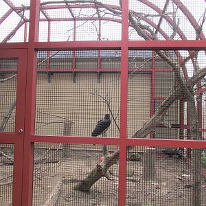 Ground Hornbill Exhibit