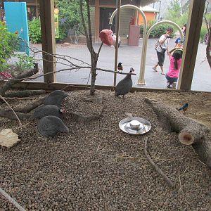Bird Aviary