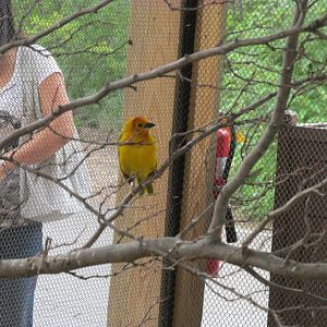 Bird Aviary