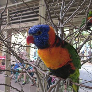 Bird Aviary