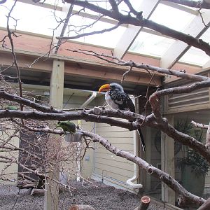 Bird Aviary