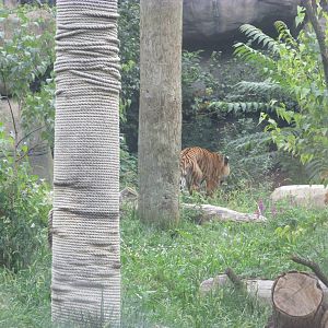 Tiger Forest