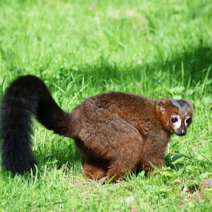 Red-bellied Lemur at Howletts, 30/08/14