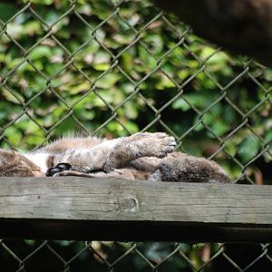 African Wildcat at Howletts, 30/08/14