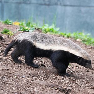 South African Ratel at Howletts, 30/08/14