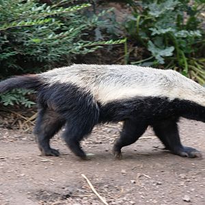 East African Ratel at Howletts, 30/08/14