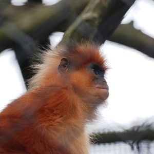 Banded Langur at Howletts, 30/08/14
